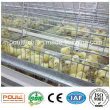 Poulet Chick Cage and Incubator for Poultry Farms